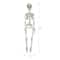 35" Hanging Skeleton by Ashland®